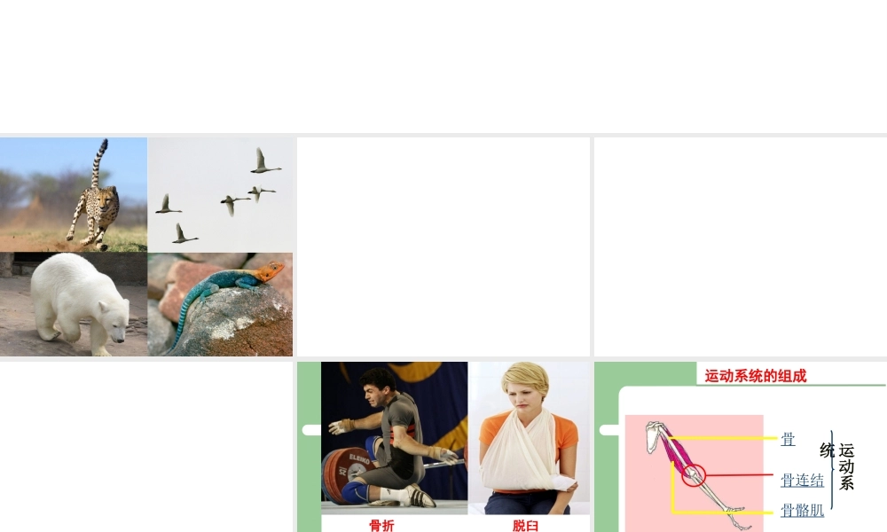 八年级生物上册 第四单元第一章 第一节运动的基础课件 （新版）冀教版-（新版）冀教版初中八年级上册生物课件