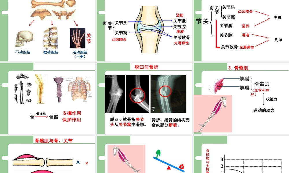 八年级生物上册 第四单元第一章 第一节运动的基础课件 （新版）冀教版-（新版）冀教版初中八年级上册生物课件
