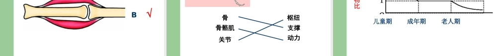 八年级生物上册 第四单元第一章 第一节运动的基础课件 （新版）冀教版-（新版）冀教版初中八年级上册生物课件
