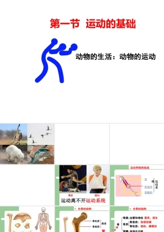 八年级生物上册 第四单元第一章 第一节运动的基础课件 （新版）冀教版-（新版）冀教版初中八年级上册生物课件