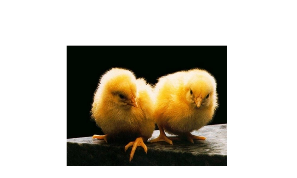 八年级生物上册 第四节 鸟的生殖与发育课件 人教新课标版