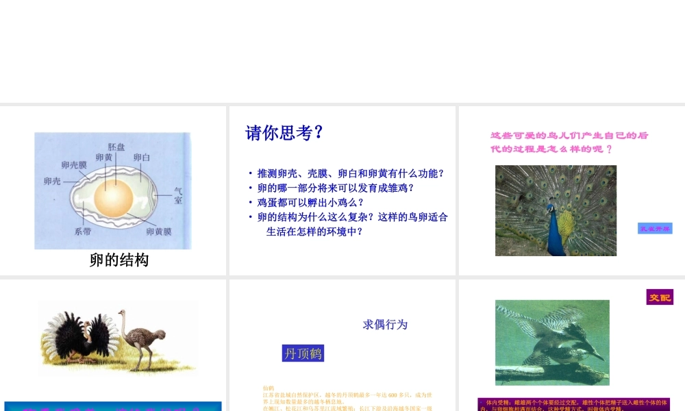 八年级生物上册 第四节 鸟的生殖与发育课件 人教新课标版