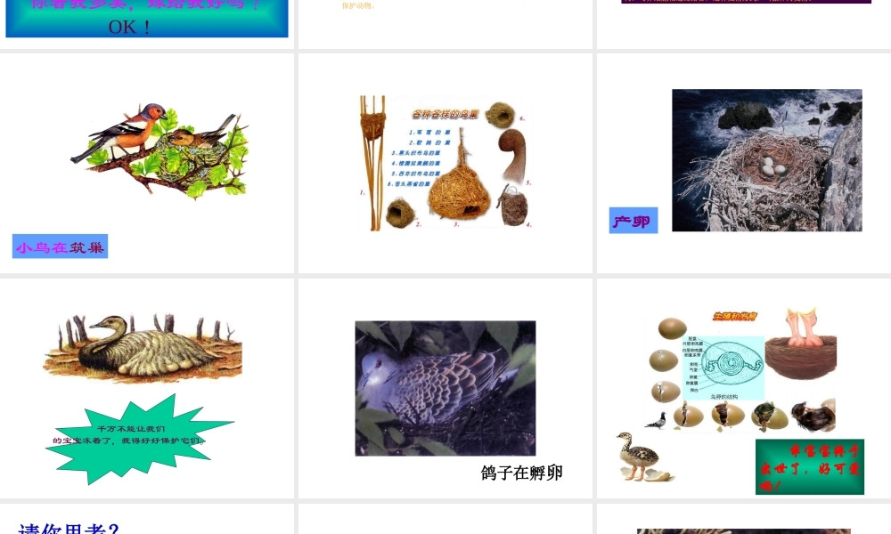 八年级生物上册 第四节 鸟的生殖与发育课件 人教新课标版