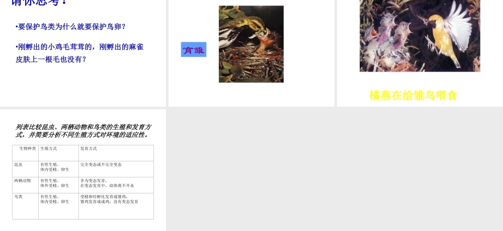 八年级生物上册 第四节 鸟的生殖与发育课件 人教新课标版