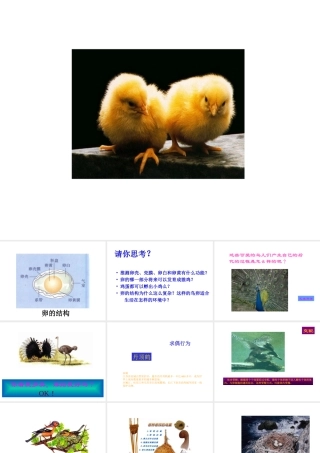 八年级生物上册 第四节 鸟的生殖与发育课件 人教新课标版