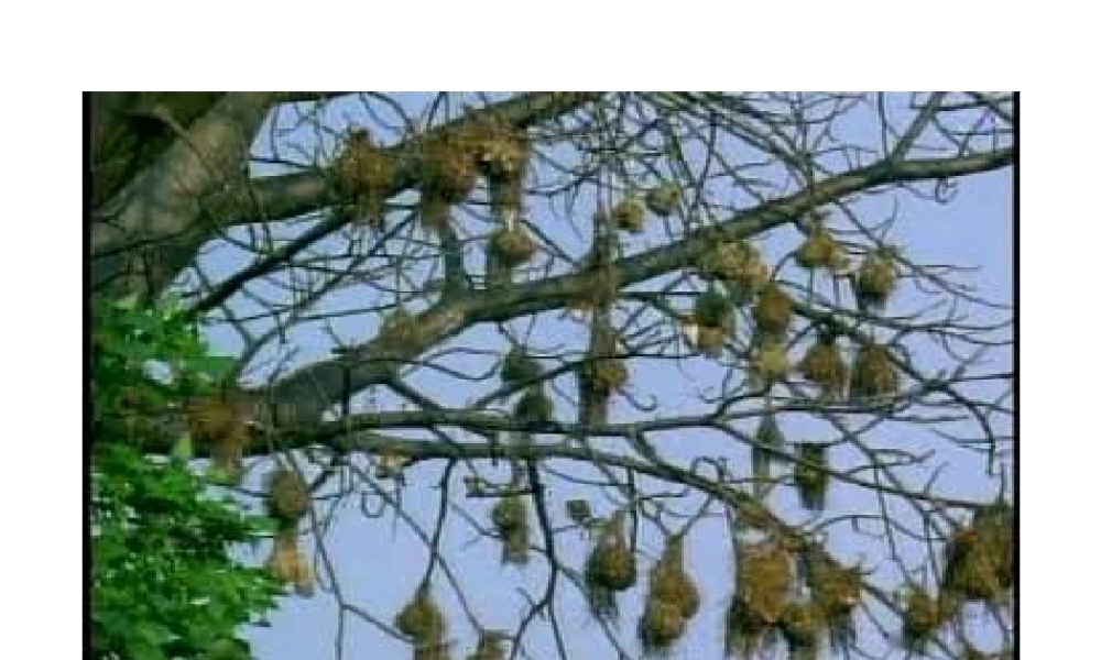 八年级生物上册 第四节鸟类的生殖和发育课件 济南版