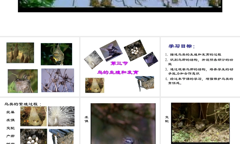 八年级生物上册 第四节鸟类的生殖和发育课件 济南版