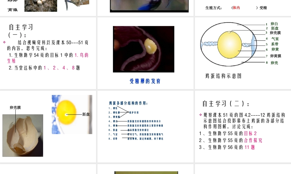 八年级生物上册 第四节鸟类的生殖和发育课件 济南版