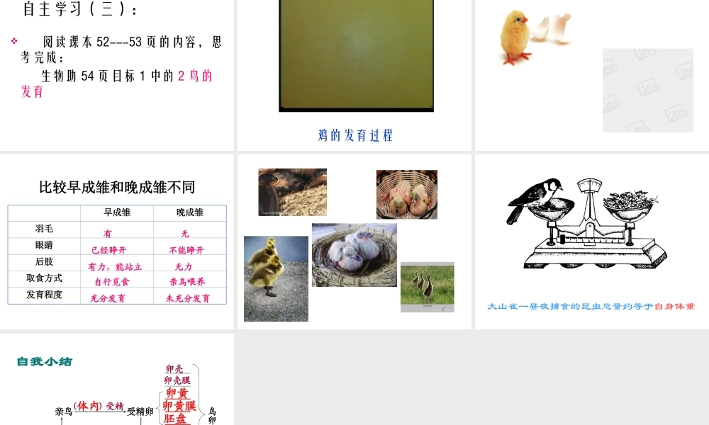 八年级生物上册 第四节鸟类的生殖和发育课件 济南版