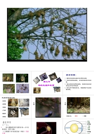 八年级生物上册 第四节鸟类的生殖和发育课件 济南版
