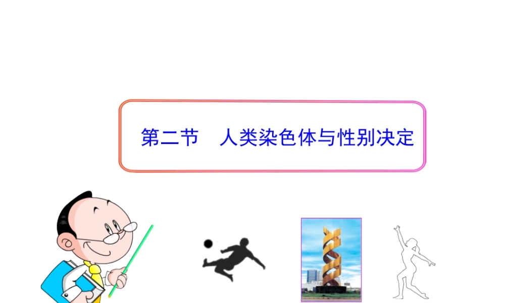 八年级生物上册 第四章 第二节 人类染色体与性别决定课件 济南版