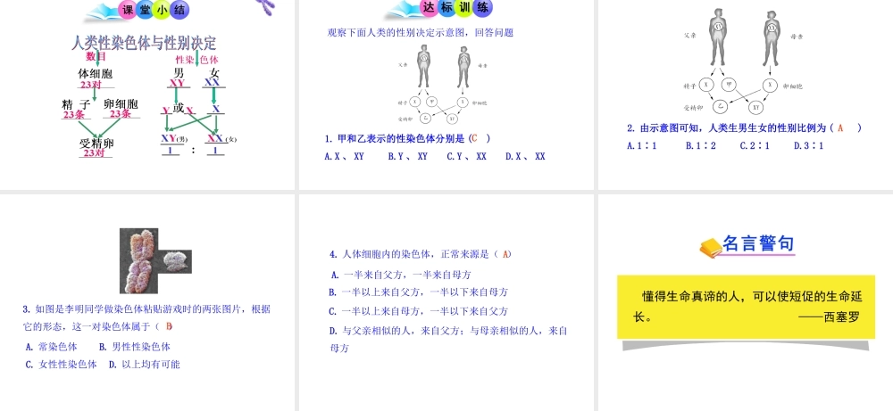 八年级生物上册 第四章 第二节 人类染色体与性别决定课件 济南版
