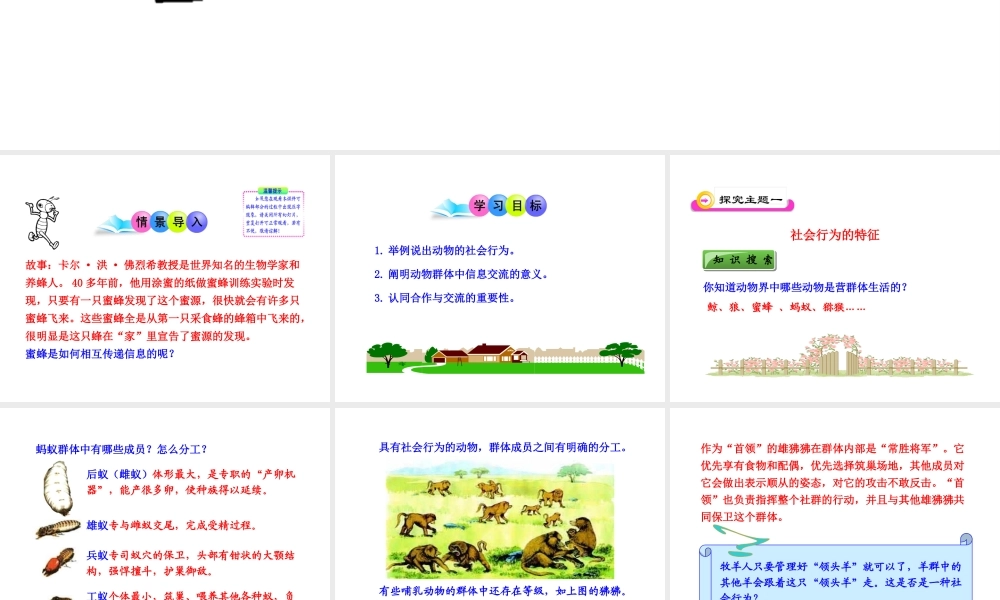 八年级生物上册 第五单元 第二章 第三节 社会行为课件 新人教版