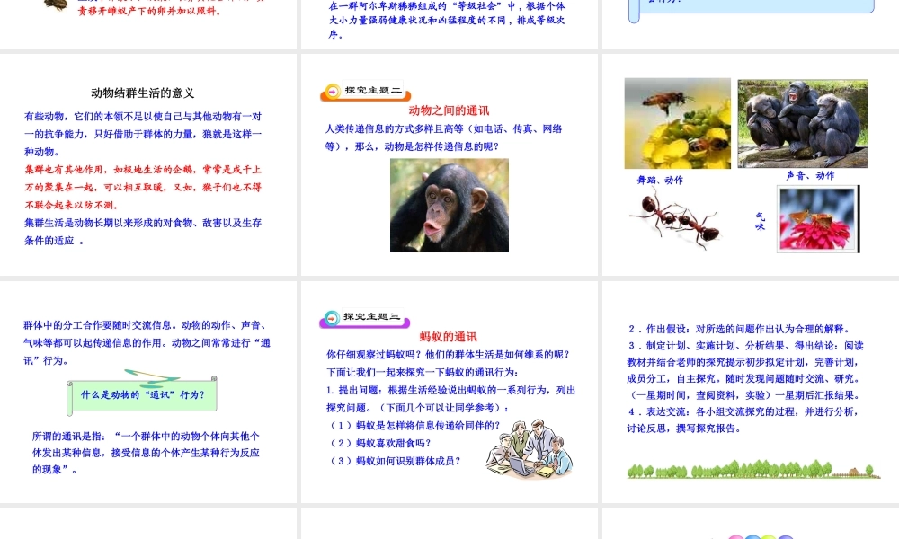 八年级生物上册 第五单元 第二章 第三节 社会行为课件 新人教版