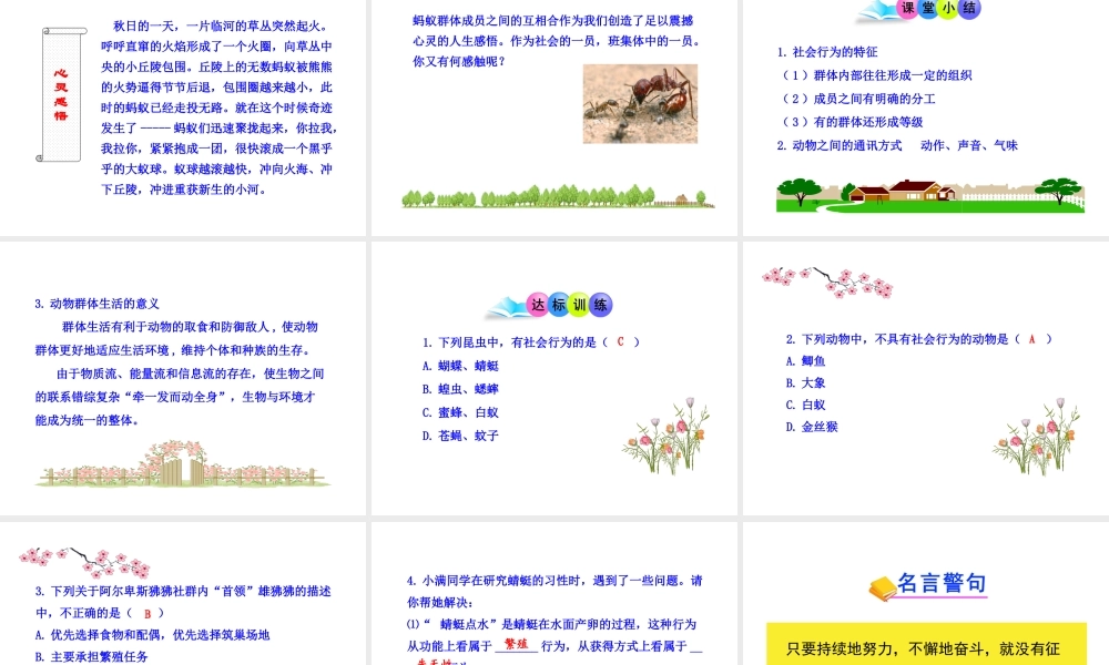 八年级生物上册 第五单元 第二章 第三节 社会行为课件 新人教版