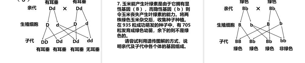 八年级生物上册 第四章 第二节 性状的遗传复习课件 （新版）济南版