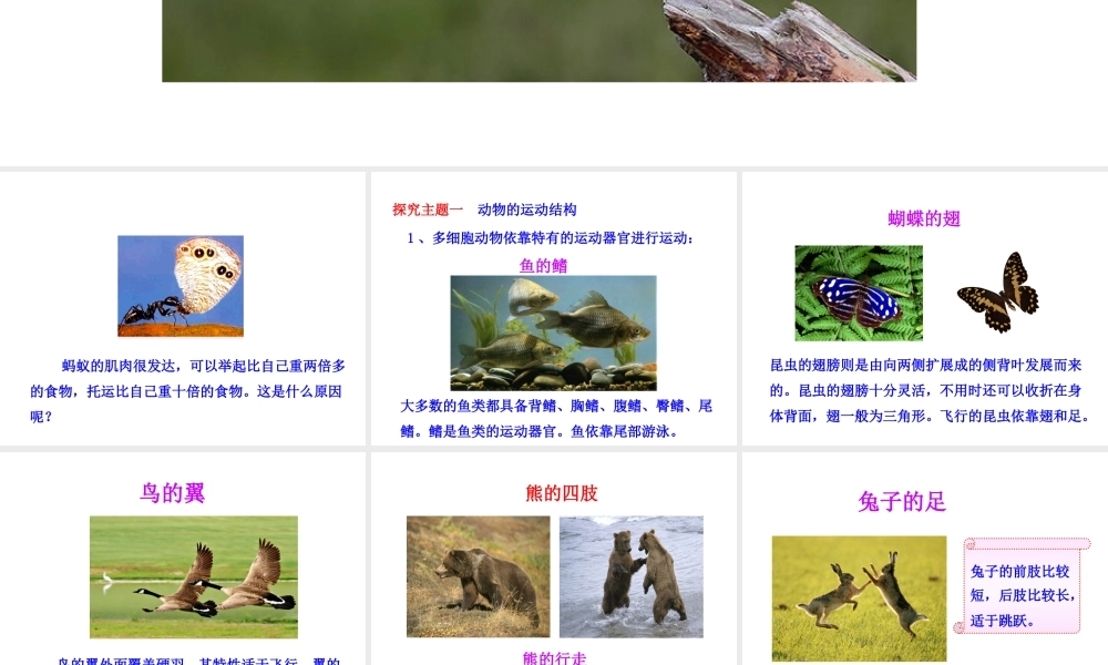 八年级生物上册 第六单元 第十七章 第二节 动物的运动依赖于一定的结构课件1 （新版）苏教版-（新版）苏教级上册生物课件