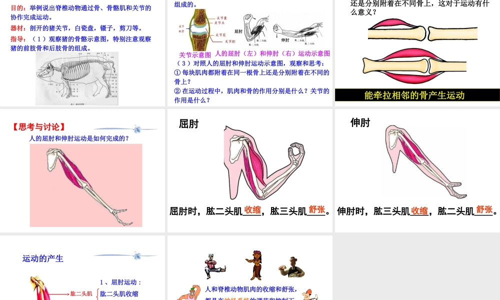 八年级生物上册 第六单元 第十七章 第二节 动物的运动依赖于一定的结构课件1 （新版）苏教版-（新版）苏教级上册生物课件