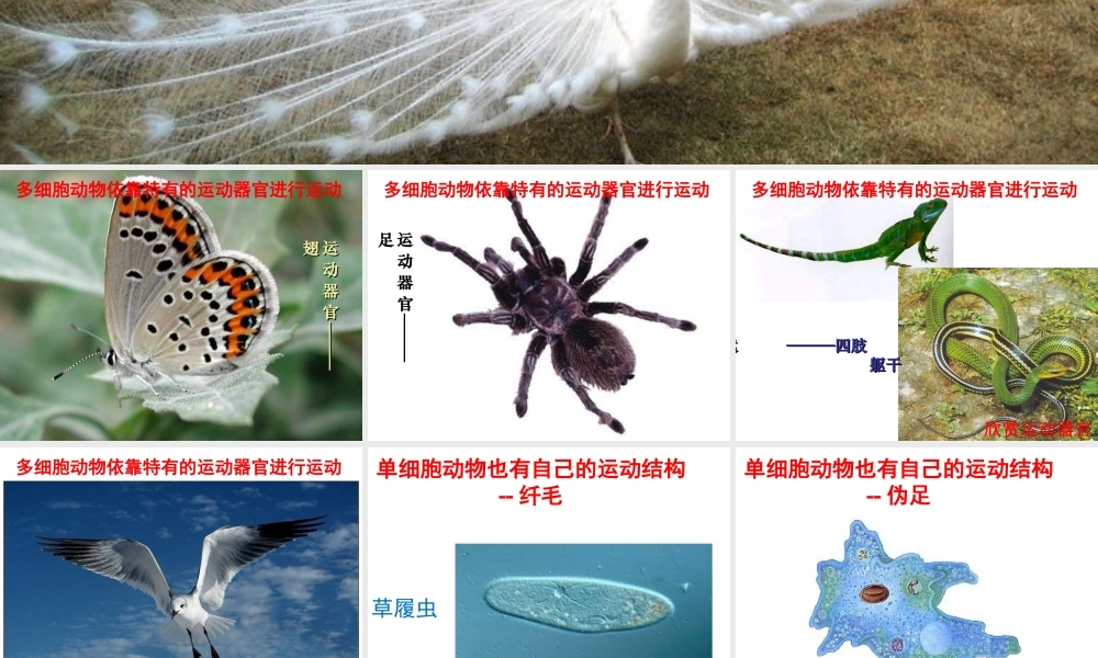 八年级生物上册 第六单元 第十七章 第二节 动物的运动依赖于一定的结构课件2 （新版）苏教版-（新版）苏教级上册生物课件