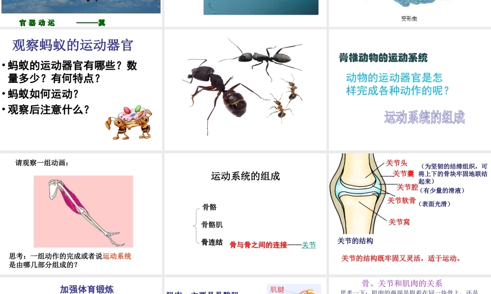八年级生物上册 第六单元 第十七章 第二节 动物的运动依赖于一定的结构课件2 （新版）苏教版-（新版）苏教级上册生物课件