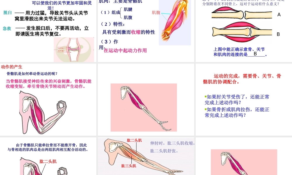 八年级生物上册 第六单元 第十七章 第二节 动物的运动依赖于一定的结构课件2 （新版）苏教版-（新版）苏教级上册生物课件