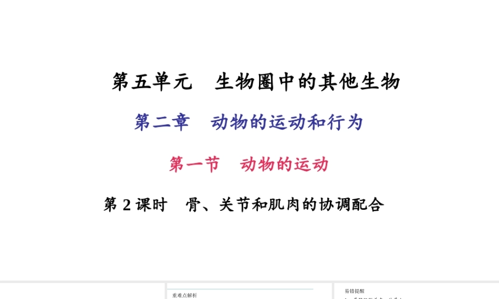 八年级生物上册 第五单元 第二章 第一节 动物的运动（第1课时 运动系统的组成）习题课件 （新版）新人教版-（新版）新人教版初中八年级上册生物课件