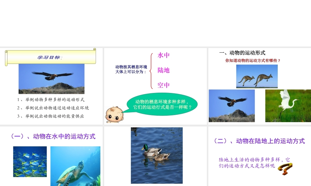 八年级生物上册 第六单元 第十七章 第一节 动物运动的形式和能量供应课件1 （新版）苏教版-（新版）苏教级上册生物课件