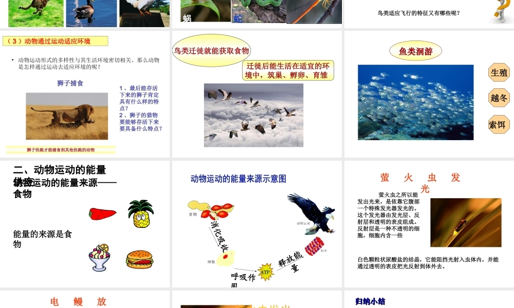 八年级生物上册 第六单元 第十七章 第一节 动物运动的形式和能量供应课件2 （新版）苏教版-（新版）苏教级上册生物课件