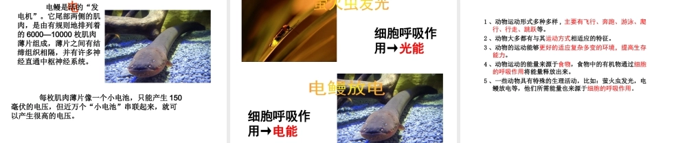 八年级生物上册 第六单元 第十七章 第一节 动物运动的形式和能量供应课件2 （新版）苏教版-（新版）苏教级上册生物课件