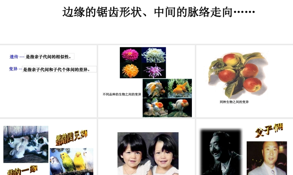 八年级生物上册 第四单元 第四章 第四节 生物的变异课件 济南版