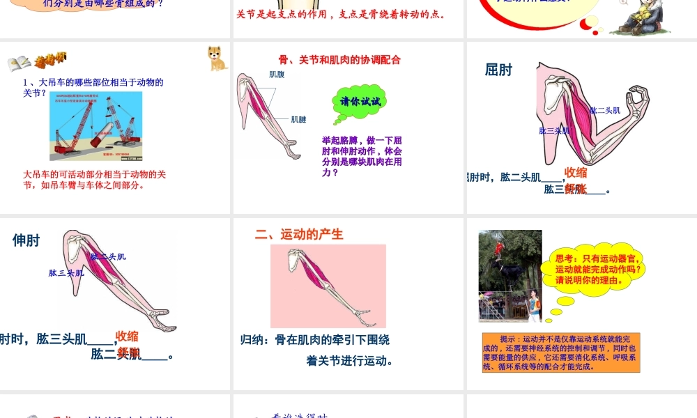 八年级生物上册 第五单元 第二章 第一节 动物的运动课件 （新版）新人教版