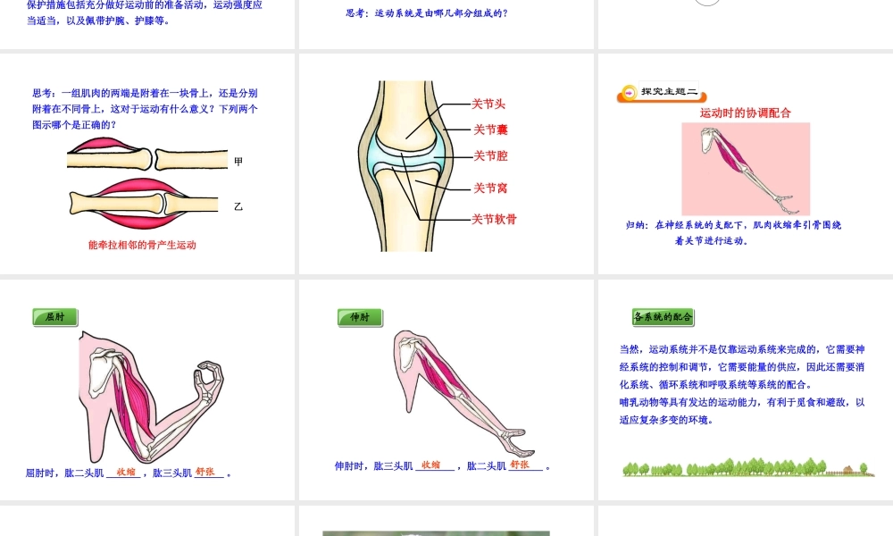 八年级生物上册 第五单元 第二章 第一节 动物的运动课件 新人教版
