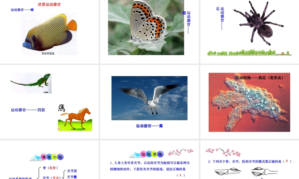 八年级生物上册 第五单元 第二章 第一节 动物的运动课件 新人教版