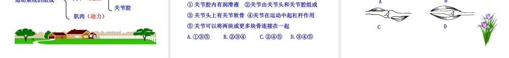 八年级生物上册 第五单元 第二章 第一节 动物的运动课件 新人教版