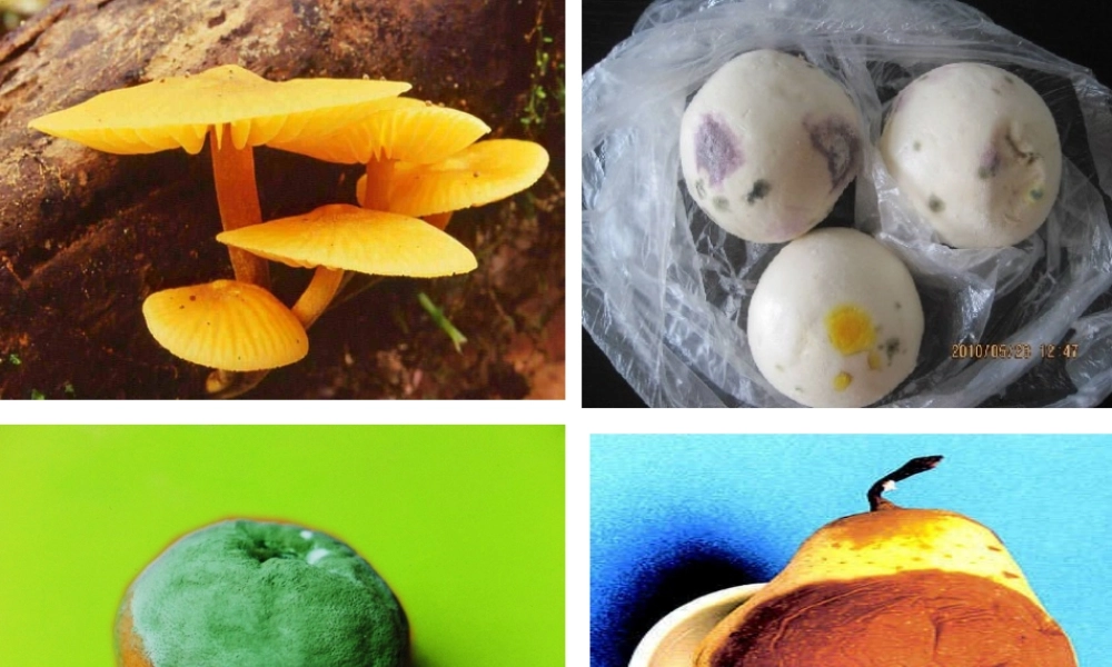 八年级生物上册 第四章 第一节 细菌和真菌的分布课件 （新版）新人教版