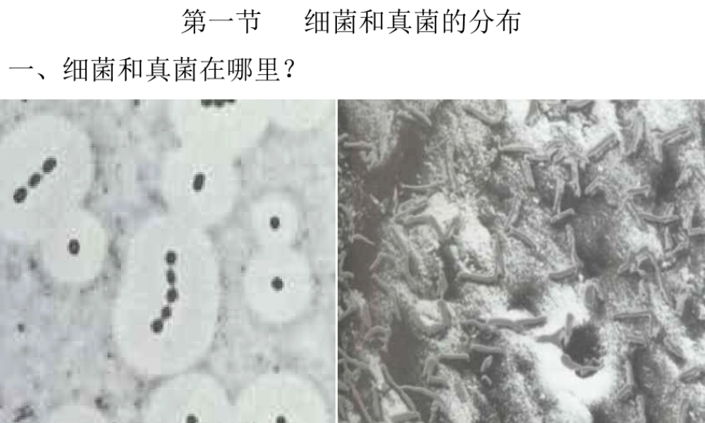 八年级生物上册 第四章 第一节 细菌和真菌的分布课件 新人教版