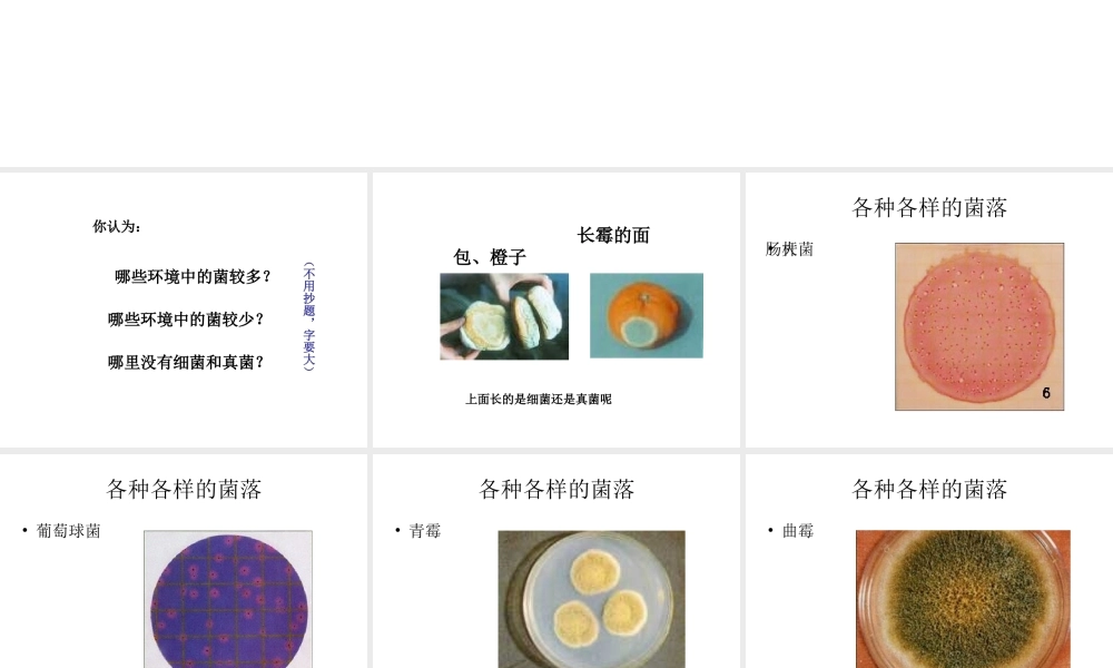 八年级生物上册 第四章 第一节 细菌和真菌的分布课件1 新人教版