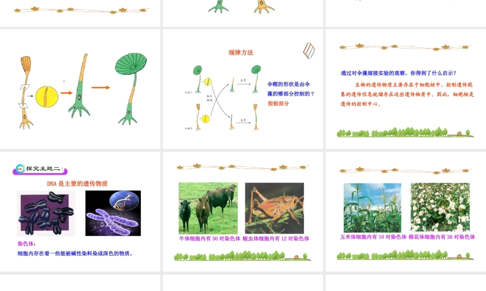 八年级生物上册 第四章 第一节 遗传的物质基础课件 济南版