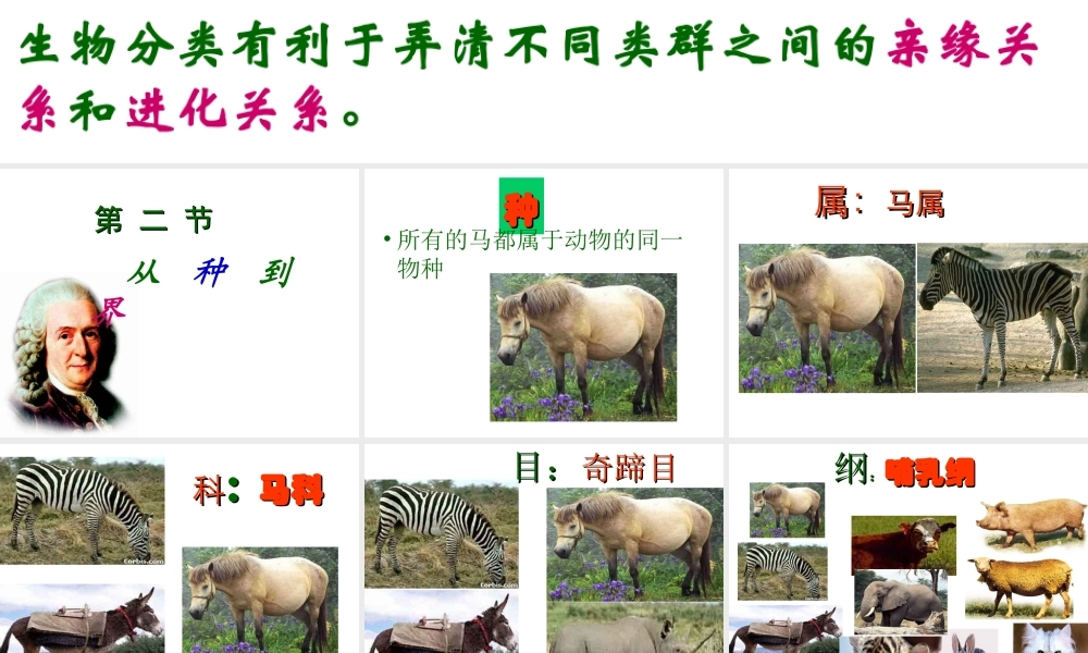 八年级生物上册 第六单元 第一章 第二节 从种到界课件 新人教版