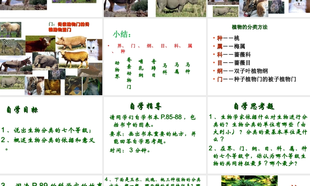 八年级生物上册 第六单元 第一章 第二节 从种到界课件 新人教版