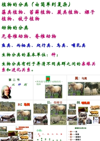 八年级生物上册 第六单元 第一章 第二节 从种到界课件 新人教版