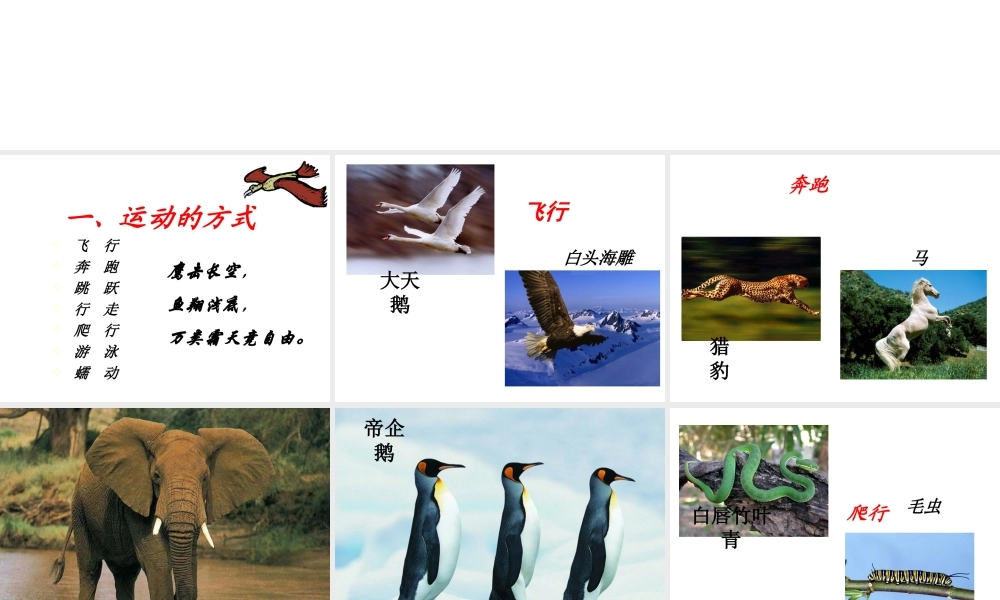 八年级生物上册 第五单元 第二章 第一节 动物的运动课件1 （新版）新人教版