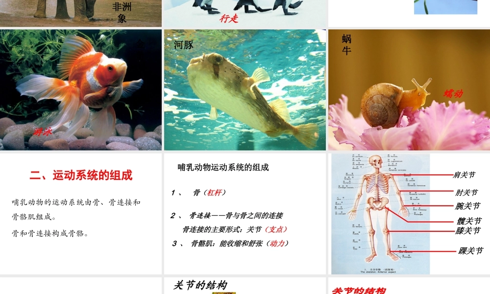 八年级生物上册 第五单元 第二章 第一节 动物的运动课件1 （新版）新人教版