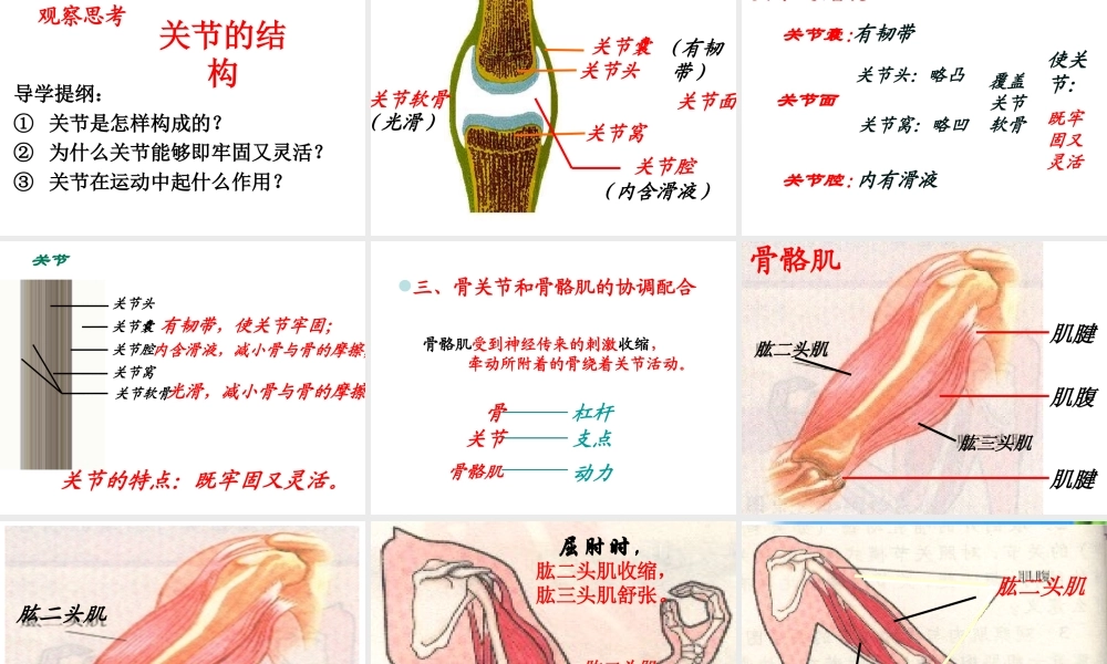 八年级生物上册 第五单元 第二章 第一节 动物的运动课件1 （新版）新人教版
