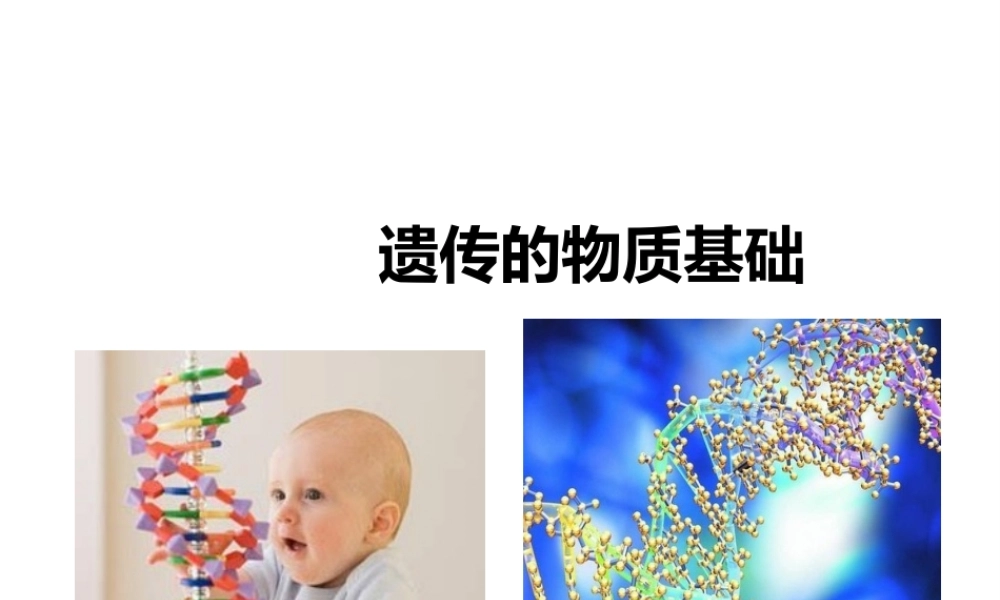 八年级生物上册 第四章 第一节《遗传的物质基础》课件 （新版）济南版