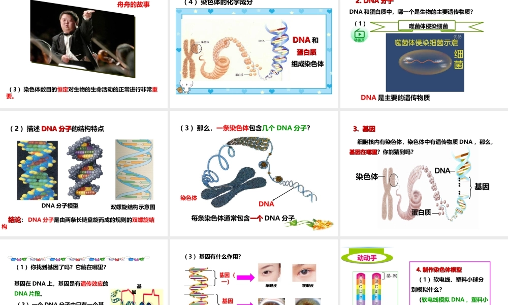 八年级生物上册 第四章 第一节《遗传的物质基础》课件 （新版）济南版