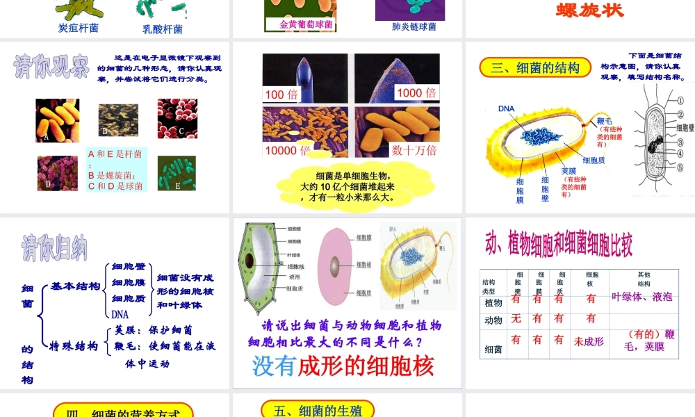 八年级生物上册 第四章 细菌和真菌 第二节 细菌课件 新人教版