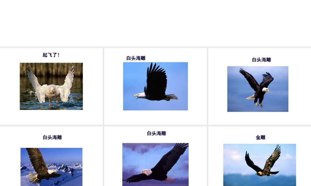 八年级生物上册 飞翔的鸟课件 人教新课标版