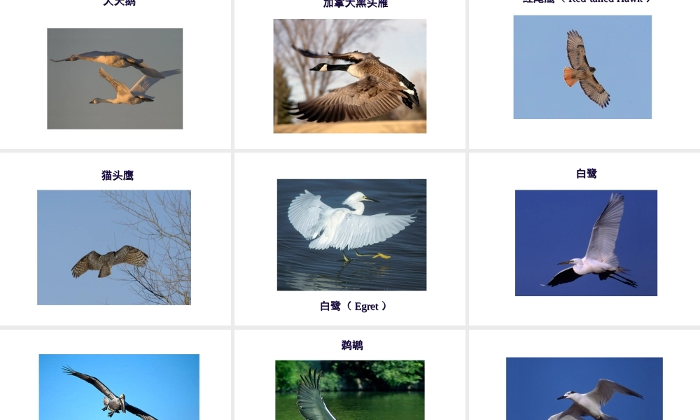 八年级生物上册 飞翔的鸟课件 人教新课标版