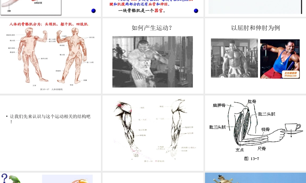 八年级生物上册 骨骼肌课件 北师大版-北师大版初中八年级上册生物课件